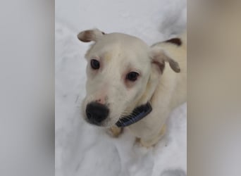 KLAUS – kluger, fröhlicher Jack Russell Terrier