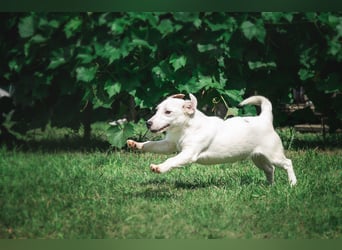 KLAUS – kluger, fröhlicher Jack Russell Terrier