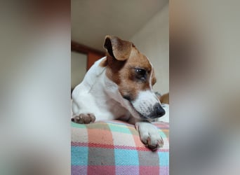 Lebhafte Bella wartet auf Sie!