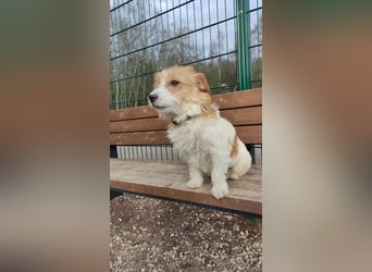 Ruhige Jack Russel Dame Ofina sucht ihre Familie!