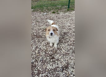 Ruhige Jack Russel Dame Ofina sucht ihre Familie!