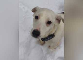 KLAUS – kluger, fröhlicher Jack Russell Terrier