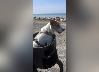 Georgie sucht ein neues Zuhause