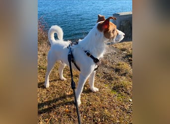 Georgie sucht ein neues Zuhause