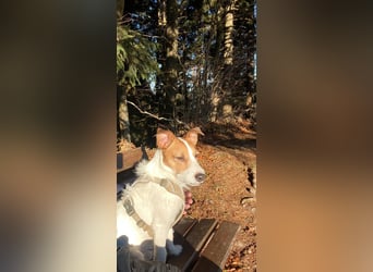 Georgie sucht ein neues Zuhause