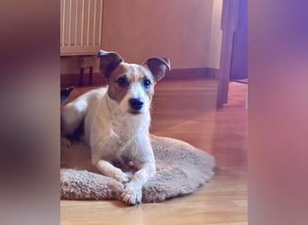 Georgie sucht ein neues Zuhause