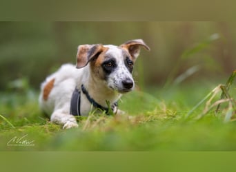 Nanni – kleine Seele mit großem Herzen sucht ihr Für-immer-Zuhause