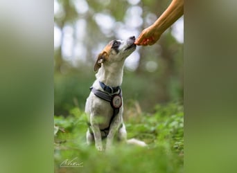 Nanni – kleine Seele mit großem Herzen sucht ihr Für-immer-Zuhause