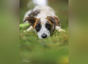 Nanni – kleine Seele mit großem Herzen sucht ihr Für-immer-Zuhause