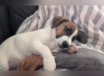 Jack Russell Terrier Brutus