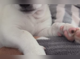 Jack Russell Terrier Brutus