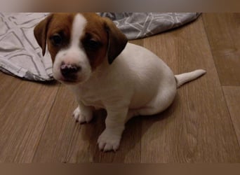 Jack Russell Terrier Brutus