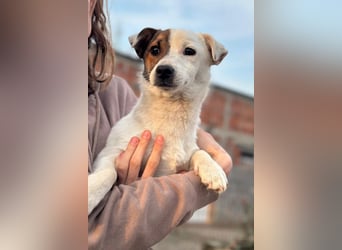 Juky ❤️ so frohe, aktive kleine Jack Russell Terrier-Fellnase
