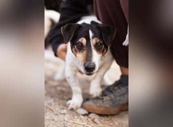 Cosmo ❤️ kuschliger, neugieriger Jack Russell Rüde!