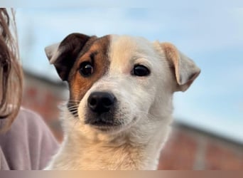 Juky ❤️ so frohe, aktive kleine Jack Russell Terrier-Fellnase