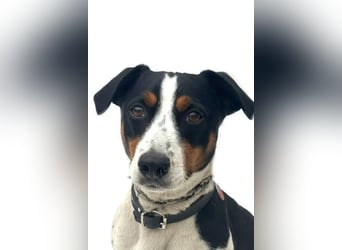 Guus ❤️ lebhafter, kluger Jack Russell!