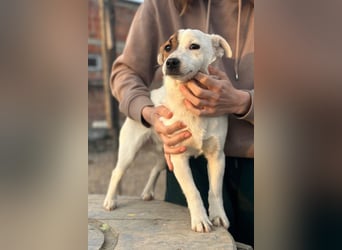 Juky ❤️ so frohe, aktive kleine Jack Russell Terrier-Fellnase