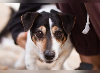 Cosmo ❤️ kuschliger, neugieriger Jack Russell Rüde!