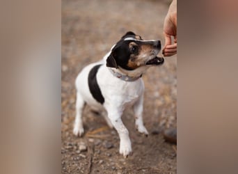 Cosmo ❤️ kuschliger, neugieriger Jack Russell Rüde!