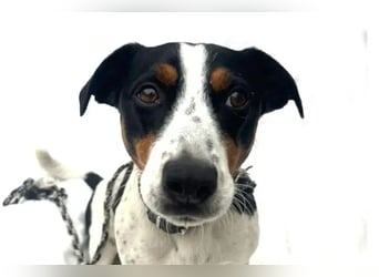 Guus ❤️ lebhafter, kluger Jack Russell!