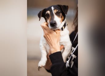 Cosmo ❤️ kuschliger, neugieriger Jack Russell Rüde!