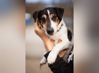 Cosmo ❤️ kuschliger, neugieriger Jack Russell Rüde!