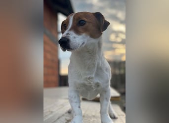 Coco ❤️ verschmuster, lieber Einzelprinz