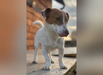 Coco ❤️ verschmuster, lieber Einzelprinz