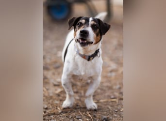 Cosmo ❤️ kuschliger, neugieriger Jack Russell Rüde!