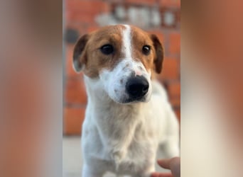 Coco ❤️ verschmuster, lieber Einzelprinz