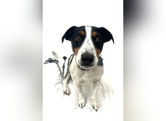 Guus ❤️ lebhafter, kluger Jack Russell!