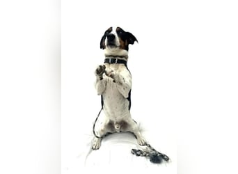 Guus ❤️ lebhafter, kluger Jack Russell!