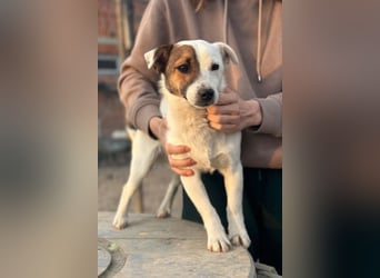 Juky ❤️ so frohe, aktive kleine Jack Russell Terrier-Fellnase