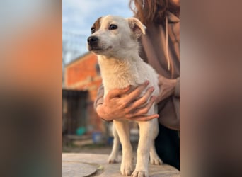Juky ❤️ so frohe, aktive kleine Jack Russell Terrier-Fellnase