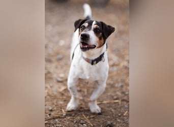 Cosmo ❤️ kuschliger, neugieriger Jack Russell Rüde!