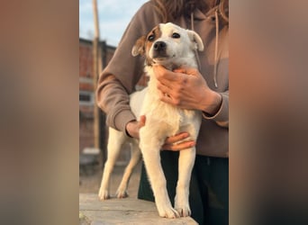 Juky ❤️ so frohe, aktive kleine Jack Russell Terrier-Fellnase