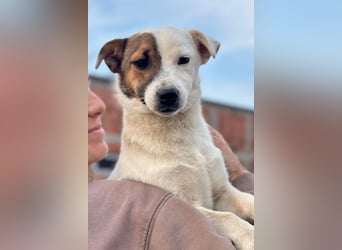 Juky ❤️ so frohe, aktive kleine Jack Russell Terrier-Fellnase