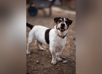 Cosmo ❤️ kuschliger, neugieriger Jack Russell Rüde!