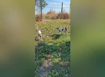 Debbi, junge Jack Russel Hündin