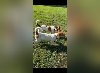 Debbi, junge Jack Russel Hündin