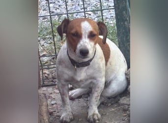 Debbi, junge Jack Russel Hündin