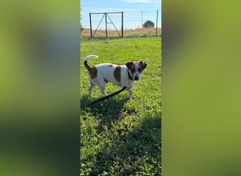 Debbi, junge Jack Russel Hündin