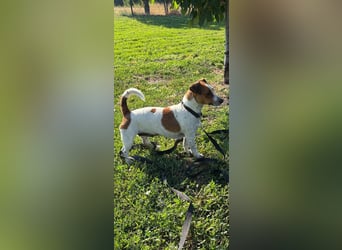 Debbi, junge Jack Russel Hündin