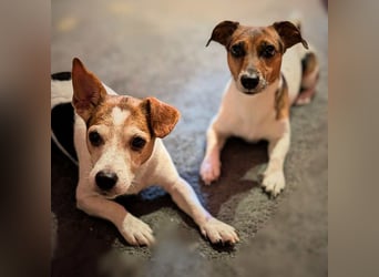 Bolle - will Einzelprinz sein