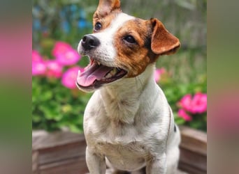 Bolle - will Einzelprinz sein