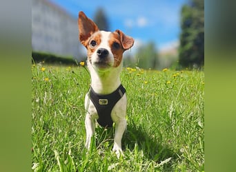 Bolle - will Einzelprinz sein