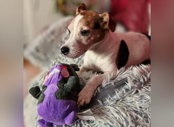 Bolle - will Einzelprinz sein