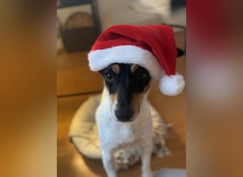 In Düsseldorf sucht Jack Russel Hündin ein neues Zuhause! MIT VIDOS!