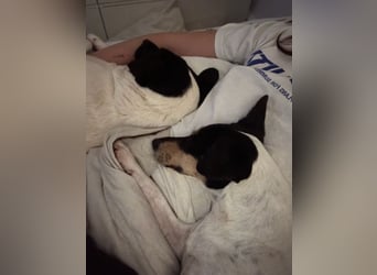 In Düsseldorf sucht Jack Russel Hündin ein neues Zuhause! MIT VIDOS!