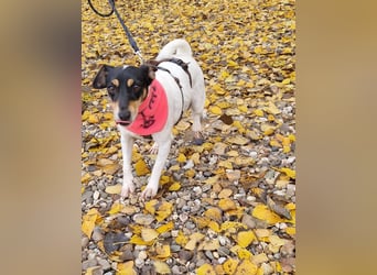 In Düsseldorf sucht Jack Russel Hündin ein neues Zuhause! MIT VIDOS!
